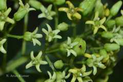 Pittosporum napaulense